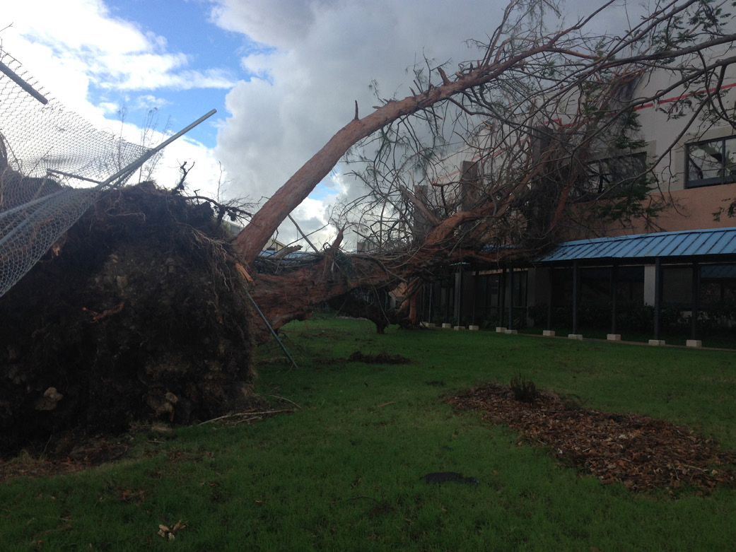 Uprooted tree from Hurricane Maria